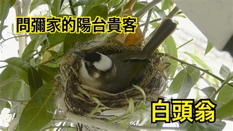 白頭翁築巢風水